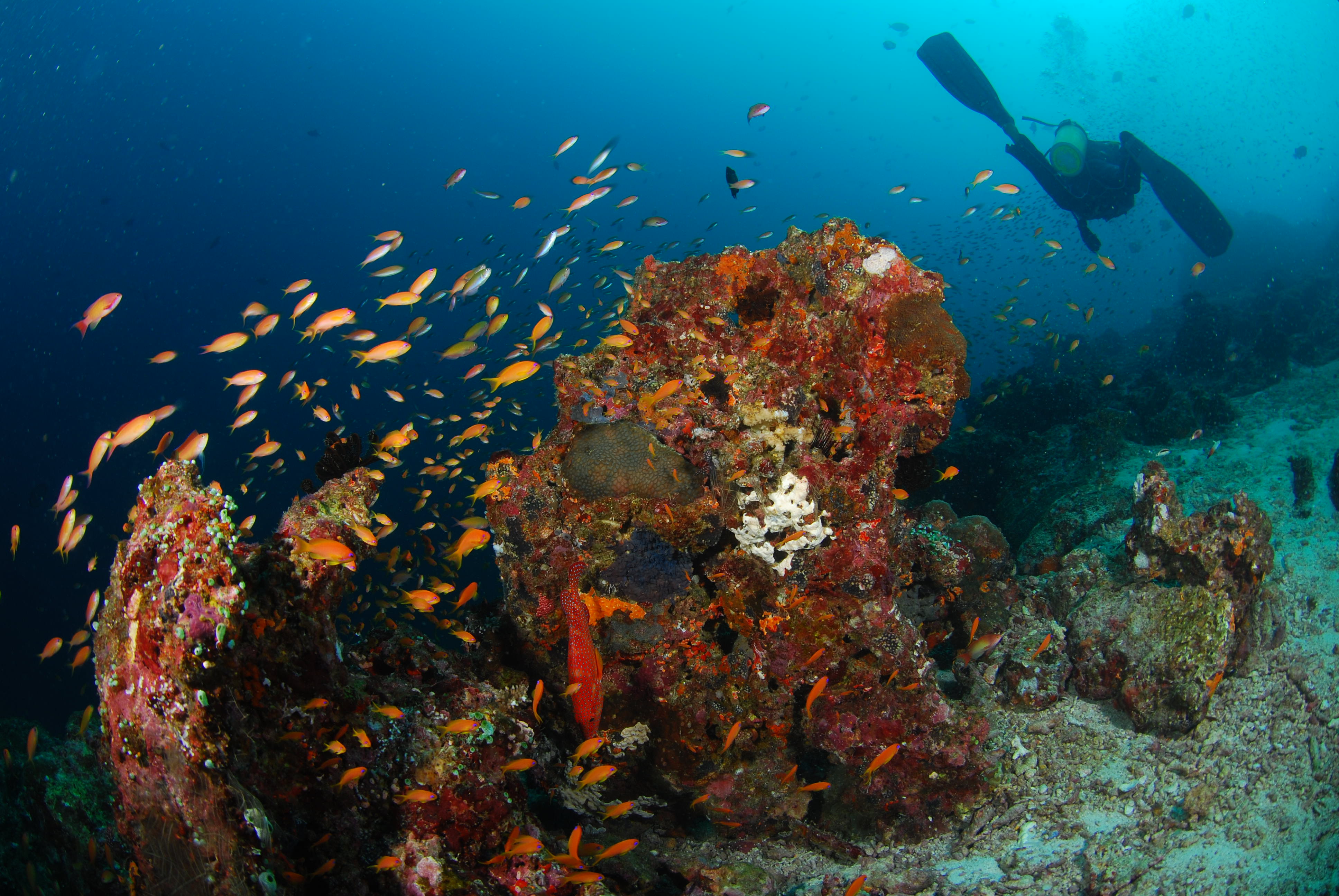 Underwater Pulau Weh Aceh